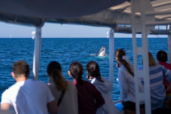 Gold Coast Whale Watching Cruise - Accessibility Information