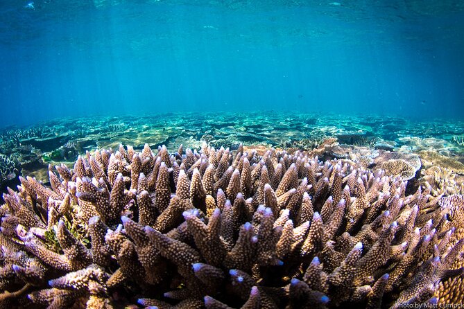 Great Barrier Reef and MOUA Cruise From Townsville or Magnetic Island - Sum Up