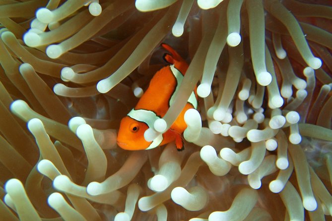 Great Barrier Reef Cruise From Townsville or Magnetic Island - Cancellation Policy and Weather Contingencies