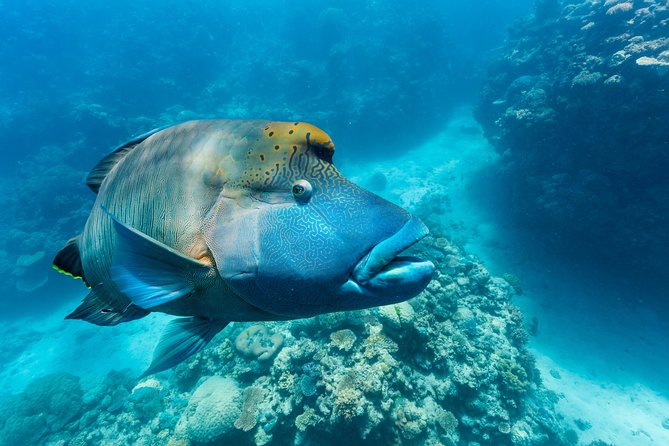 Great Barrier Reef Snorkeling and Diving Cruise From Cairns - Common questions