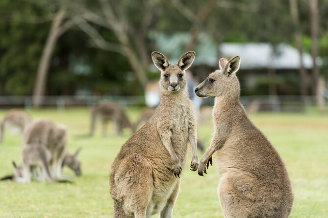 Great Ocean Road to Grampians 2 Day 1 Night Tour From Melbourne to Adelaide - Additional Tour Information