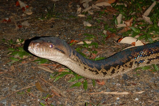 Guided Night Walk in Cape Tribulation - Cancellation Policy