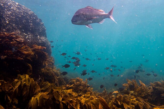 Guided Snorkel Experience, Advanced - Advanced Snorkeling Destinations