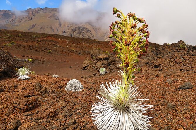 Haleakala Sunrise Best Self-Guided Bike Tour - Helpful Directions for the Tour