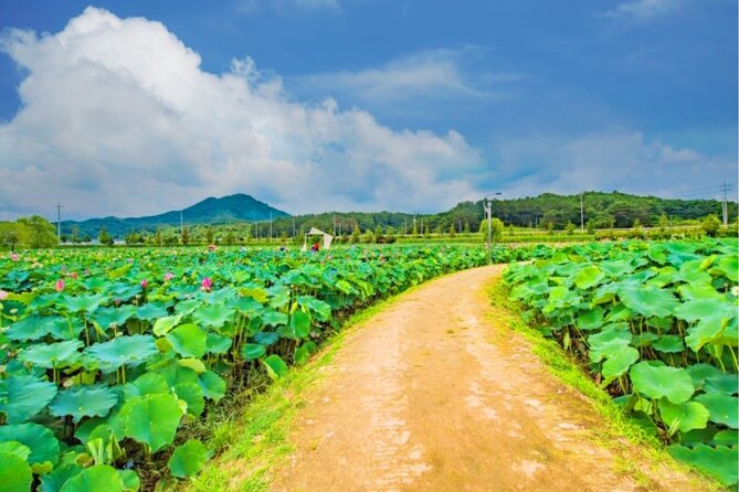 Half-Day Excursión Lotus Flowers and Local Foods From Busan - Tour Accessibility Information