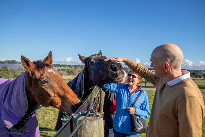 Half-Day Melbourne Racehorse Encounter - Common questions