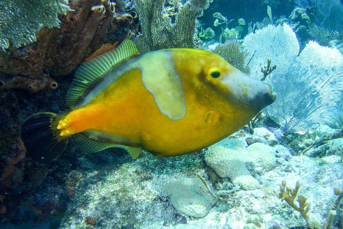 Half Day Snorkel Trip on Reefs in the Florida Keys - Sum Up