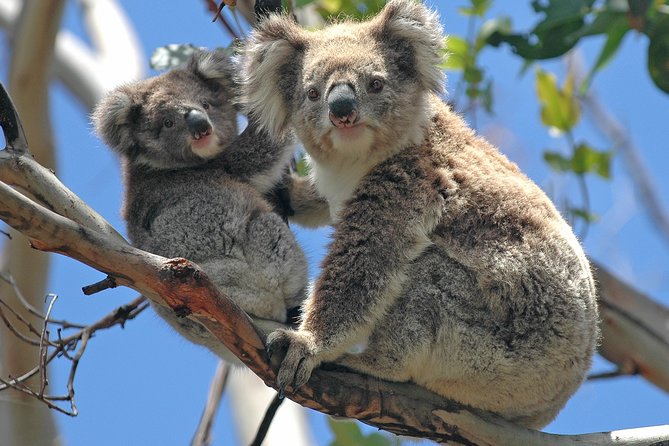 Healesville Sanctuary And Phillip Island Wildlife Bus Tour - Cancellation Policy