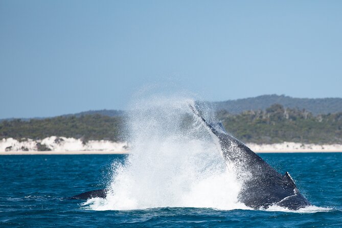 Hervey Bay Ultimate Whale Watching Cruise - Whale Watching Season