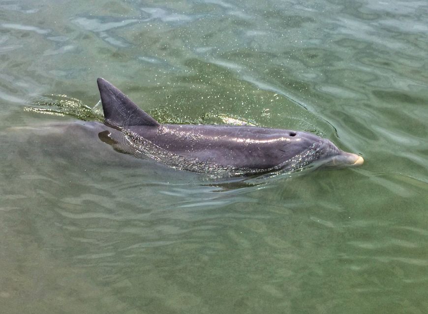 Hilton Head Island: Private Dolphin Watching Boat Tour - Stellar Customer Testimonials