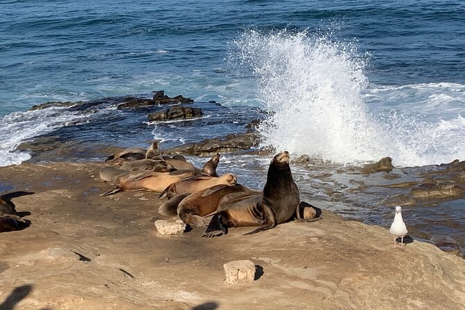 Historic La Jolla Walking Tour - Local Insights