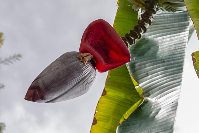 Holualoa Coffee and Chocolate Plantation 2-hour Guided Tour  - Big Island of Hawaii - Booking Information