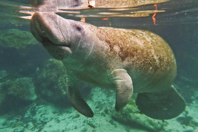 Homosassa Springs and Manatee Snorkeling Experience, Orlando - Weather and Participant Guidelines