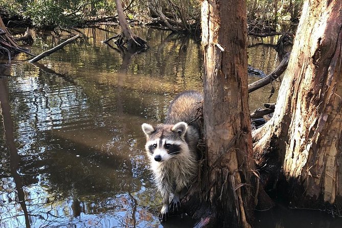 Honey Island Swamp Boat Tour With Transportation From New Orleans - Sum Up