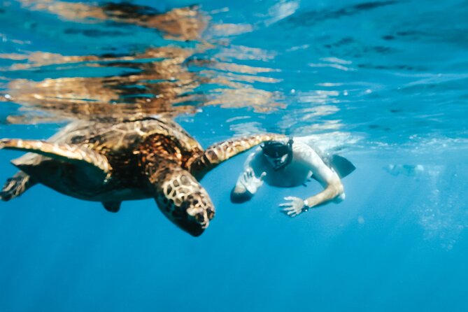 Honolulu Swimming With Turtles Experience in Waikiki  - Oahu - Common questions