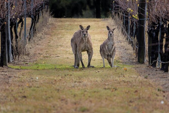 Hunter Valley Wine Tasting Lunch Guided Day Tour - Customer Support