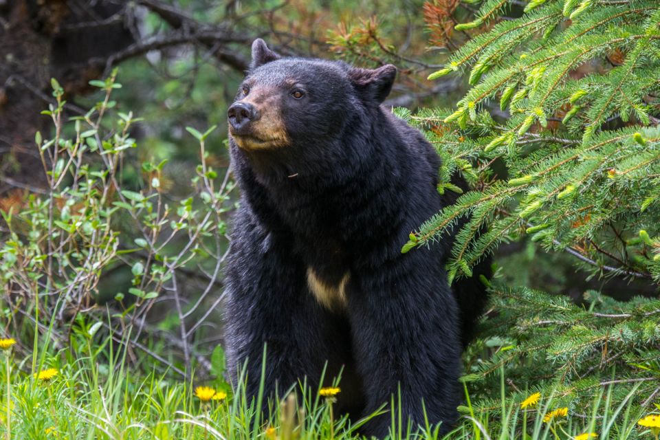 Jasper: Wildlife and Waterfalls Tour With Maligne Cruise - Review and Ratings