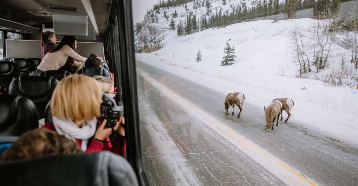 Jasper: Winter Wildlife Bus Tour in Jasper National Park - Winter Journey and Small Group Experience