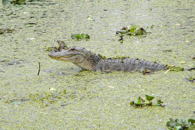 Jean Lafitte 90-Minute Swamp and Bayou Boat Tour - Customer Reviews