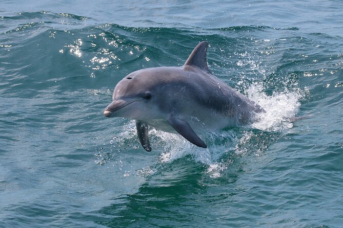 Jervis Bay Boom Netting and Dolphins Tour - Common questions