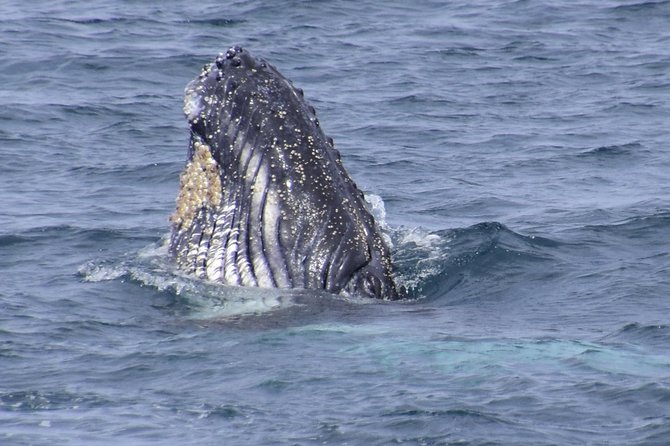 Jervis Bay Whale Watching Tour - Pricing Details