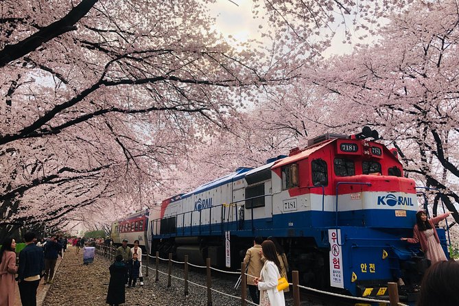 Jinhae Cherry Blossom and Busan Sunrise Tour From Seoul - Company Information and Policies