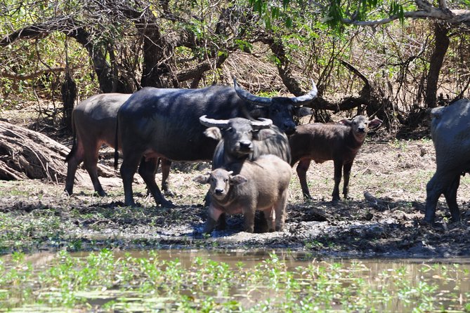 Jumping Crocodile Cruise With Lunch - Wildlife Encounters