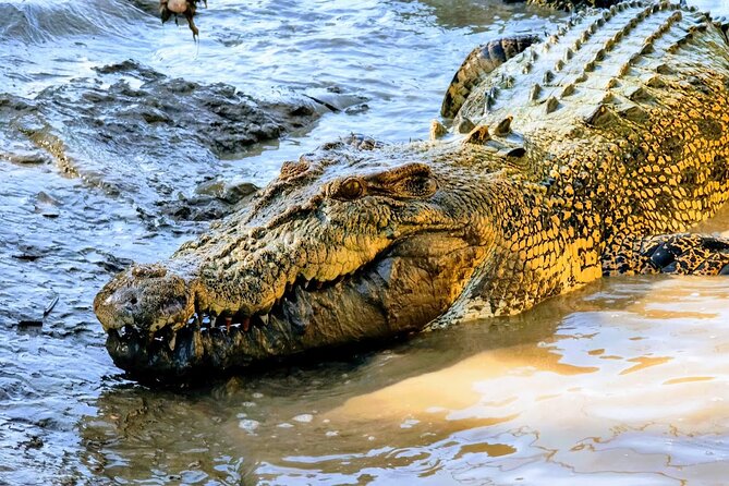 Jumping Crocodile Experience - Tour Pricing and Booking Process