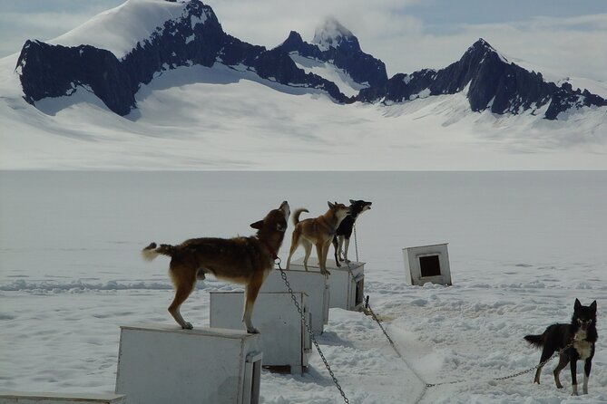 Juneau Shore Excursions: Juneau Helicopter Tour & Dogsledding Experience - Additional Information