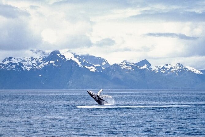 Juneau Wildlife Whale Watching - Whale Sightings