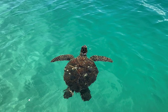 Kaneohe Bay Kayak Rental (Two-Person Kayak) - Wildlife Sightings in Kaneohe Bay