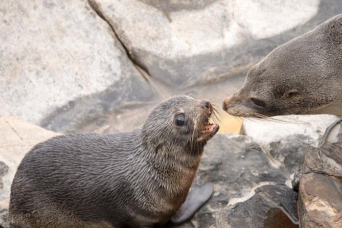 Kangaroo Island Luxury Small Group Flinders Chase Focus Full Day Tour - Pricing and Booking Details