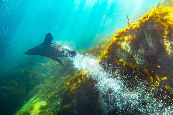 Kangaroo Island Ocean Safari - Snorkeling Safari - Pricing and Booking Information