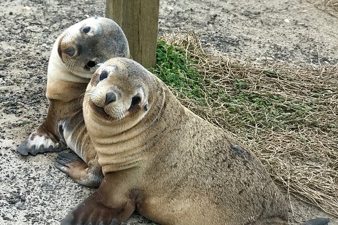 Kangaroo Island Shore Excursion Scenic Trail Tour - Common questions