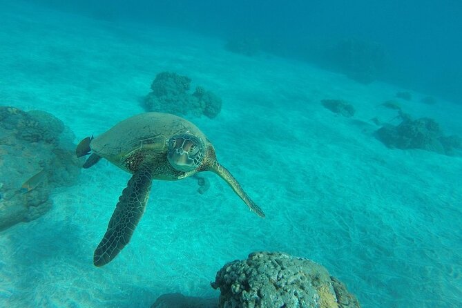 Kayak and Snorkel: Maui West Shore - Guide Performance and Wildlife Encounters