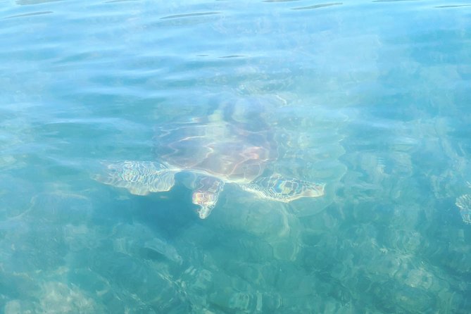 Kayak Turtle Tour From Palm Cove - Traveler Recommendations