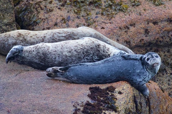 Kenai Fjords and Resurrection Bay Half-Day Wildlife Cruise - Customer Reviews