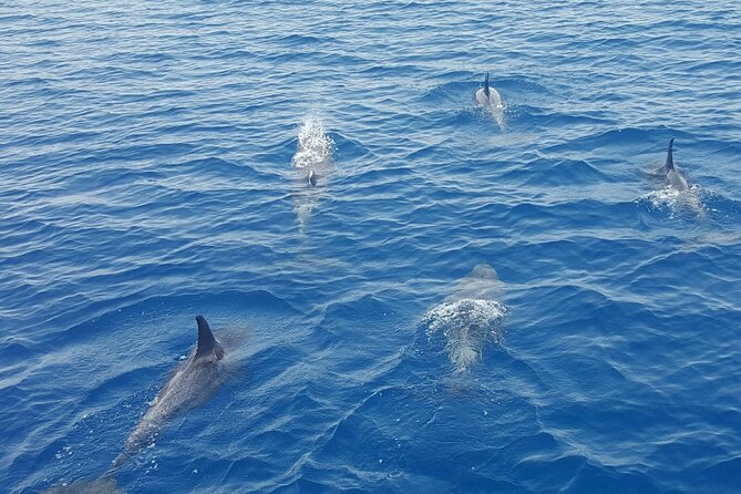 Key West Sunset Sail: Dolphin Watching, Wine, and Tapas - Customer Feedback