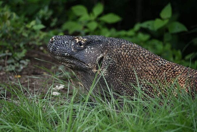 Komodo Private Tour 3Days 2 Night - Dining Experiences and Meals Provided