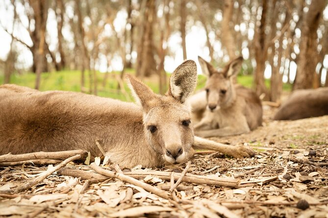 Kyabram Fauna Park General Entry Ticket - Reviews and Ratings Overview