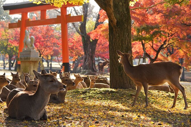 Kyoto and Nara Golden Route 1-Day Bus Tour From Osaka and Kyoto - Logistics and Delays