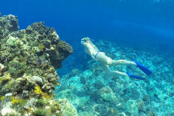 Luxury Kona Coast Snorkel Tour Including Lunch - Customer Support