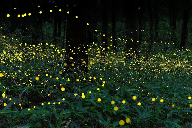 Magical Fireflies Tour - Dinner Option Details