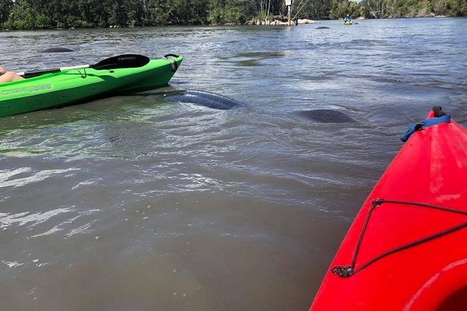 Manatee and Dolphin Kayaking Encounter - Traveler Feedback and Reviews