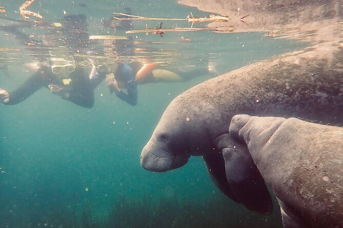 Manatee Snorkel Tour From American Pro Diving Center - Common questions