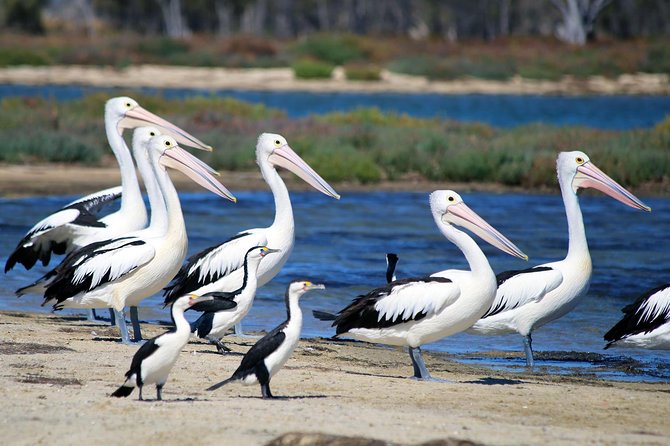 Mandurah Dolphin Cruise & Views - Birdwatching Opportunity