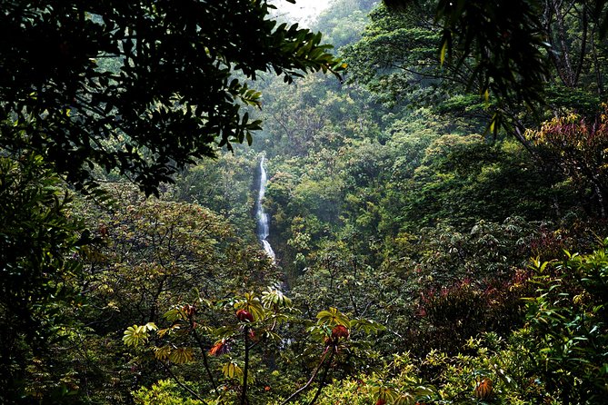 Manoa Waterfall Hike With Healthy Lunch Included From Waikiki - Background Information