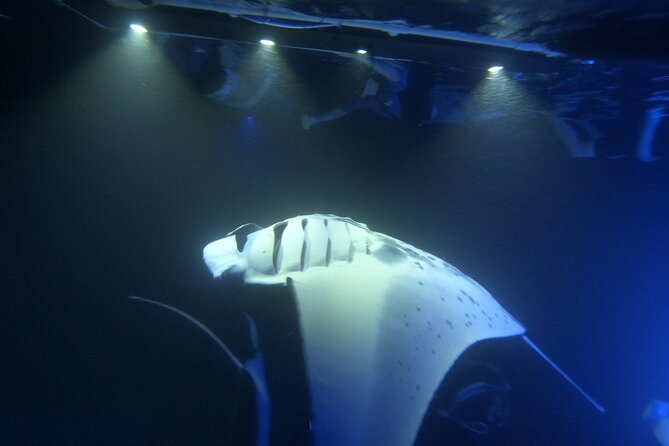 Manta Ray Snorkeling by Night in Kailua-Kona, Hawaii - Expert Guides and Safety Measures