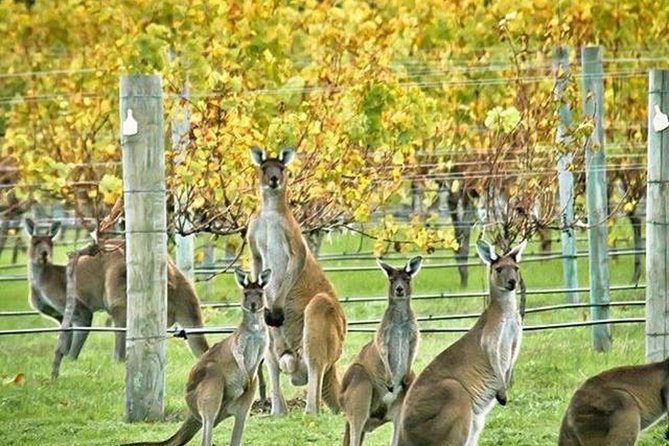 Margaret River Indulge and Discover Day Tour - Additional Information