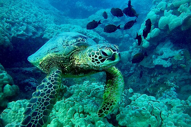 Marine Biologist Guided Snorkel Tour From Shore With Photos - Educational Experience With a Marine Biologist